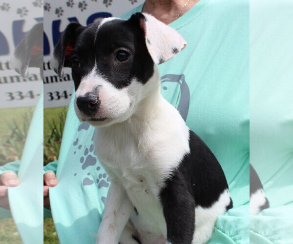 Medium Photo #3 Catahoula Leopard Dog-Labrador Retriever Mix Puppy For Sale in Prattville, AL, USA