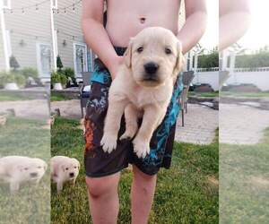 Golden Retriever Puppy for sale in LENOX, MI, USA