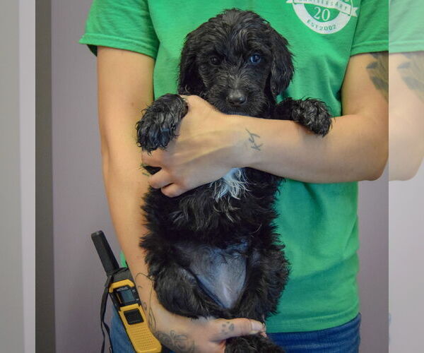 Medium Photo #3 Spaniel-Unknown Mix Puppy For Sale in Huntley, IL, USA