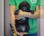 Small #2 Spaniel Mix