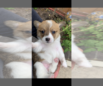 Small Photo #2 Pembroke Welsh Corgi Puppy For Sale in OCEANSIDE, CA, USA