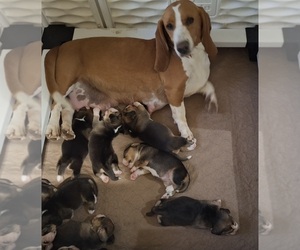 Bagle Hound Puppy for sale in CENTRALIA, WA, USA
