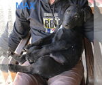 Small #1 Mutt