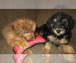Small Photo #19 Aussie-Poo Puppy For Sale in LINCOLN, AL, USA