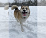 Small #3 Pomsky