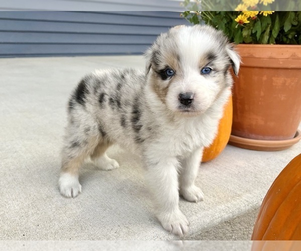 Medium Photo #3 Australian Shepherd Puppy For Sale in LODA, IL, USA