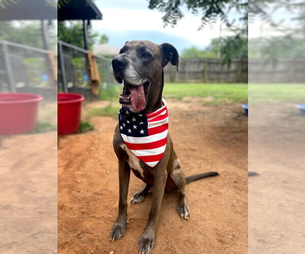 Medium Photo #18 Great Dane-Unknown Mix Puppy For Sale in Bullard, TX, USA