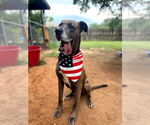 Small #17 Great Dane Mix