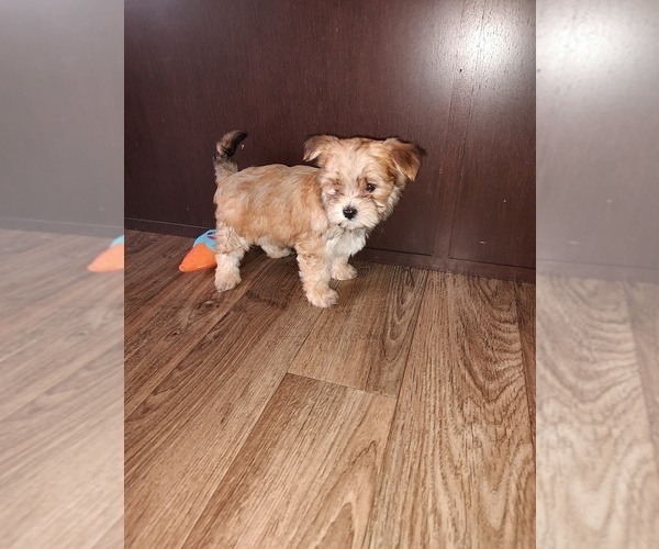 Medium Photo #3 Morkie Puppy For Sale in LAPEER, MI, USA