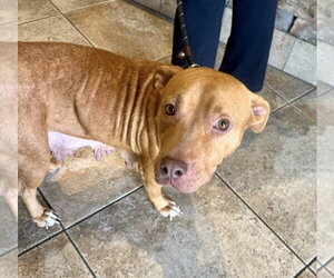 Labrador Retriever-Rhodesian Ridgeback Mix Dogs for adoption in Houston, TX, USA