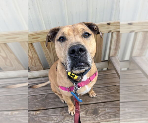 Medium Photo #5 Catahoula Leopard Dog-Unknown Mix Puppy For Sale in Elmsford, NY, USA