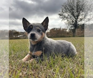 Australian Cattle Dog Puppy for sale in ZOLFO SPRINGS, FL, USA