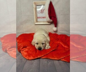 Labrador Retriever Puppy for sale in MAYSVILLE, GA, USA