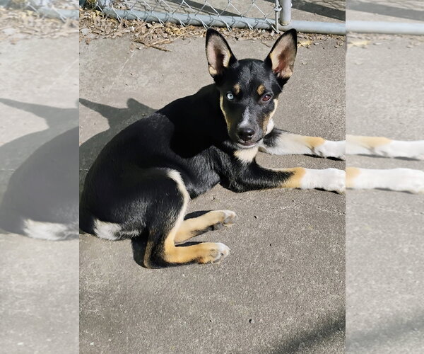 Medium Photo #1 Australian Shepherd-Unknown Mix Puppy For Sale in Polson, MT, USA