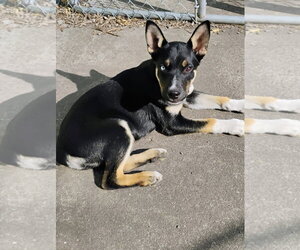 Australian Shepherd-Unknown Mix Dogs for adoption in Polson, MT, USA