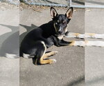Small Australian Shepherd Mix
