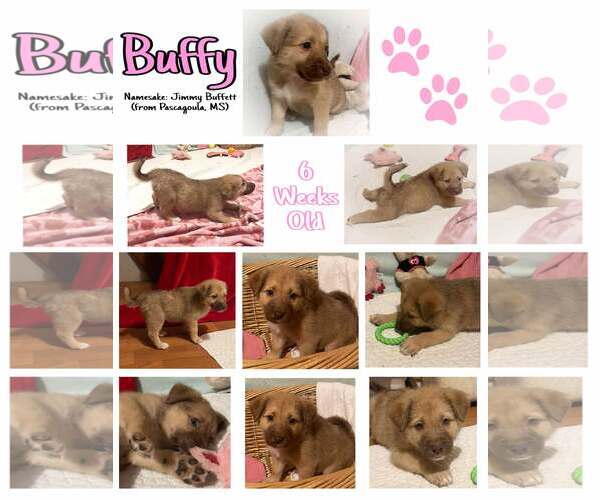 Medium Photo #6 Mutt Puppy For Sale in Westwood, NJ, USA