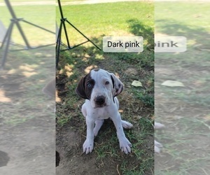 German Shorthaired Pointer Puppy for sale in FRESNO, CA, USA