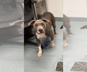 American Pit Bull Terrier Dogs for adoption in Baytown, TX, USA
