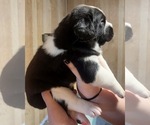 Small #3 Cane Corso-Saint Bernard Mix