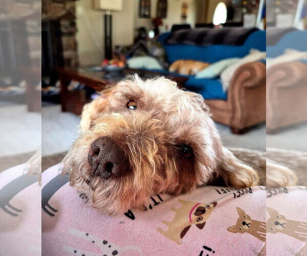 Medium Photo #3 Poodle (Miniature)-Unknown Mix Puppy For Sale in New London, WI, USA