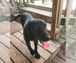 Small #3 Labrador Retriever Mix