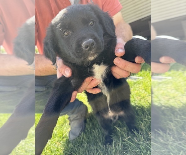 Medium Photo #2 Golden Retriever-Miniature Australian Shepherd Mix Puppy For Sale in LOGAN, UT, USA
