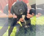 Small #1 Golden Retriever-Miniature Australian Shepherd Mix