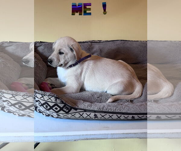 Medium Photo #5 Labrador Retriever-Unknown Mix Puppy For Sale in Crossville, AL, USA