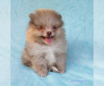 Small #14 Pomeranian