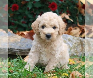 Goldendoodle-Poodle (Miniature) Mix Puppy for sale in LEBANON, PA, USA