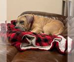 Small #2 American Staffordshire Terrier-French Bulldog Mix