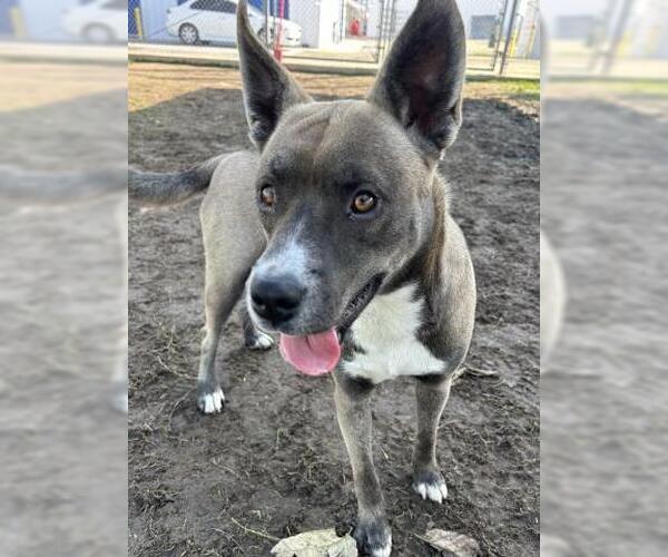Medium Photo #1 Staffordshire Bull Terrier-Unknown Mix Puppy For Sale in Bakersfield, CA, USA