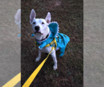 Lady - Female Mutt Dog for Adoption - Small photo