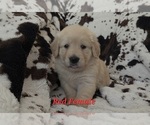 Small Photo #7 Golden Retriever Puppy For Sale in CRAWFORDVILLE, FL, USA