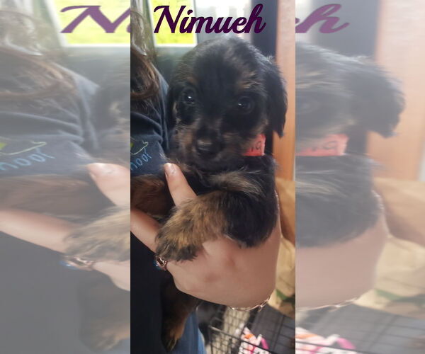 Medium Photo #10 Dachshund-Unknown Mix Puppy For Sale in San Antonio, TX, USA