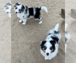 Small #20 Shetland Sheepdog