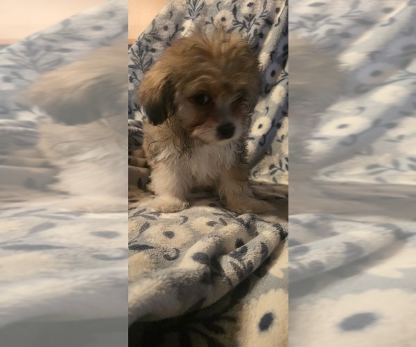 Medium Photo #4 Maltese-Maltipom Mix Puppy For Sale in HUDSON, MA, USA