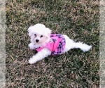 Small Photo #5 Bichon Frise Puppy For Sale in CLEAR LAKE CITY, TX, USA