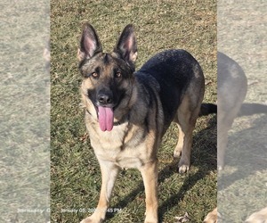 German Shepherd Dog Puppy for sale in STERLING HEIGHTS, MI, USA