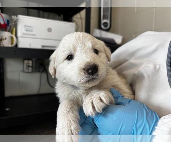 Medium Photo #1 Labrenees Puppy For Sale in Pueblo, CO, USA