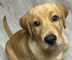 Puppy Chip Labrador Retriever