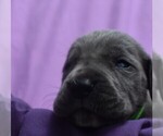 Small Photo #2 Great Dane Puppy For Sale in ALVARADO, TX, USA
