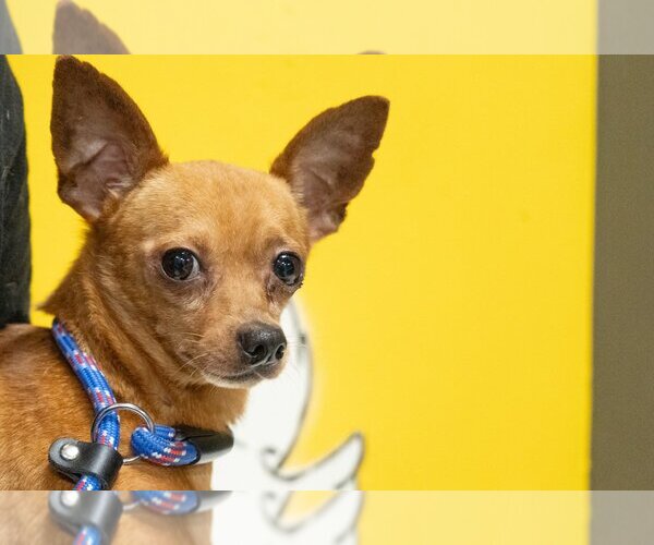 Medium Photo #4 Chipin Puppy For Sale in Studio City, CA, USA