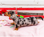 Small Photo #16 Dachshund Puppy For Sale in WAKARUSA, IN, USA