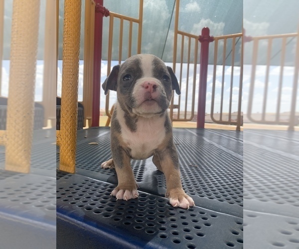 Medium Photo #16 American Bully Puppy For Sale in BURLESON, TX, USA
