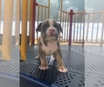Small Photo #16 American Bully Puppy For Sale in BURLESON, TX, USA