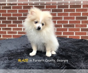 Pomeranian Puppy for sale in DAWSONVILLE, GA, USA