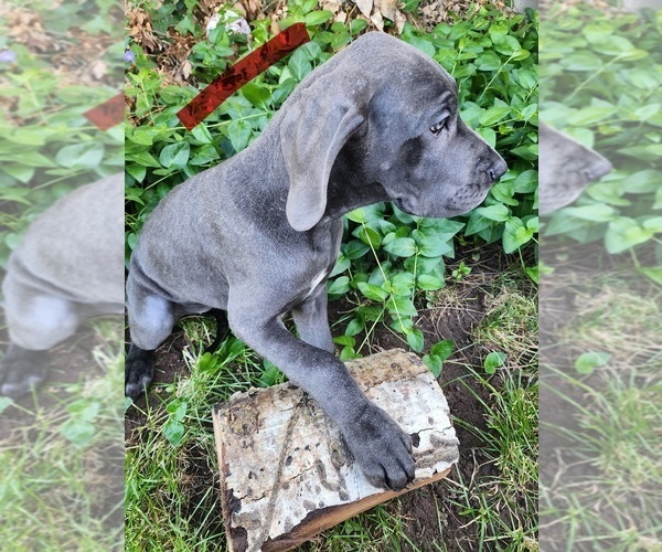 Medium Photo #22 Great Dane Puppy For Sale in OGDEN, UT, USA