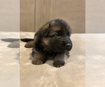 Puppy 13 German Shepherd Dog